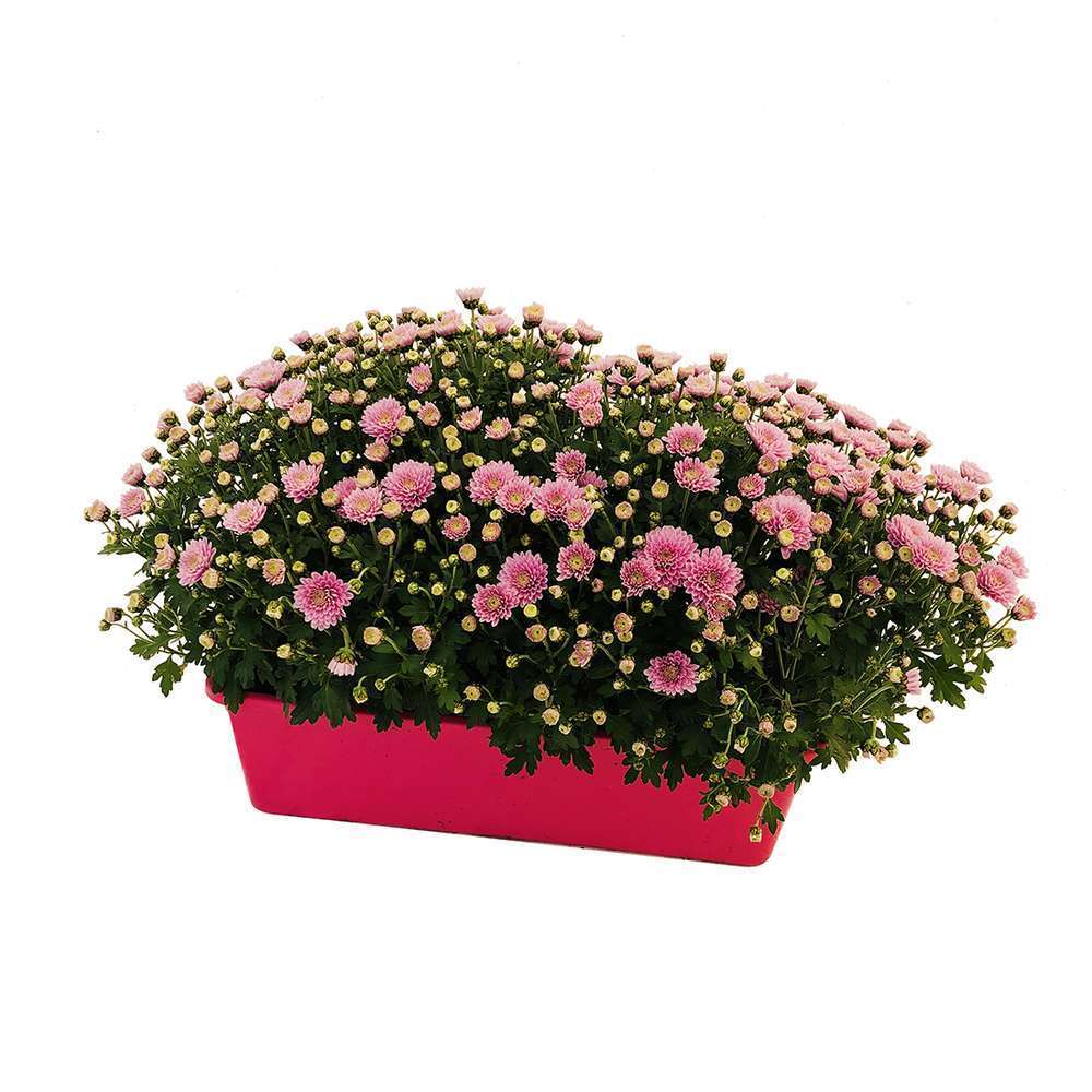 Chrysanthème pompon:unic. jardinière 40 cm - Coloris variables