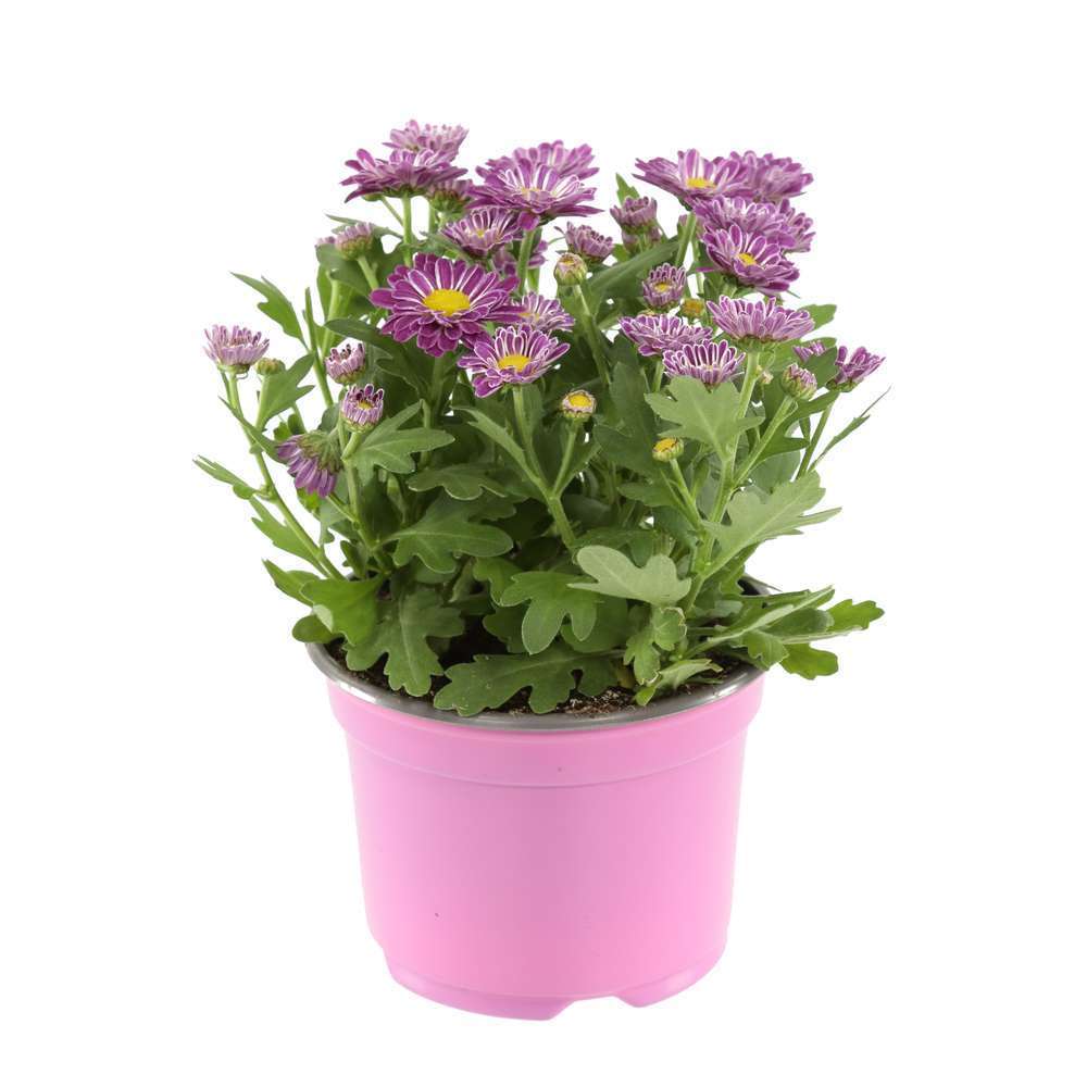 Chrysanthemum indicum 'Swifty', coloris variable : pot diamètre 10cm