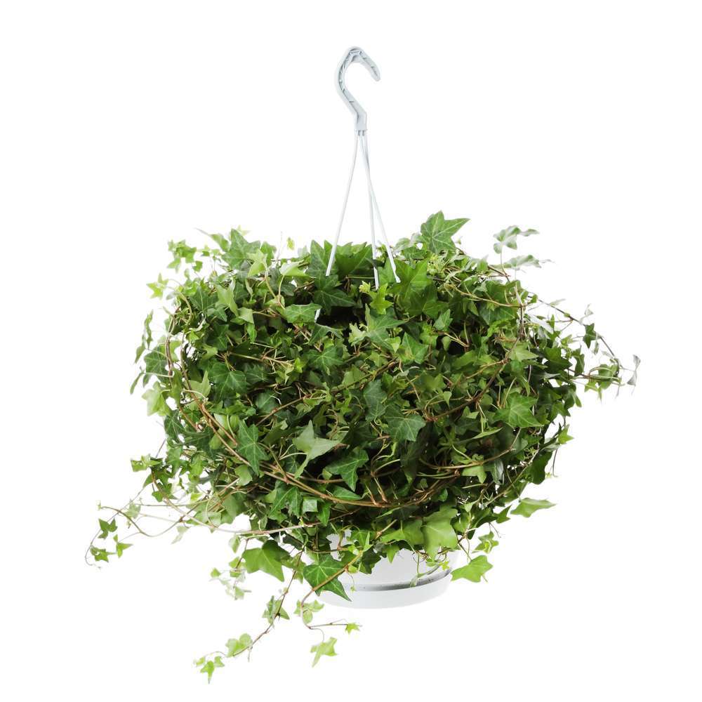 Hedera : lierre suspendu, D. 24, H. 60cm