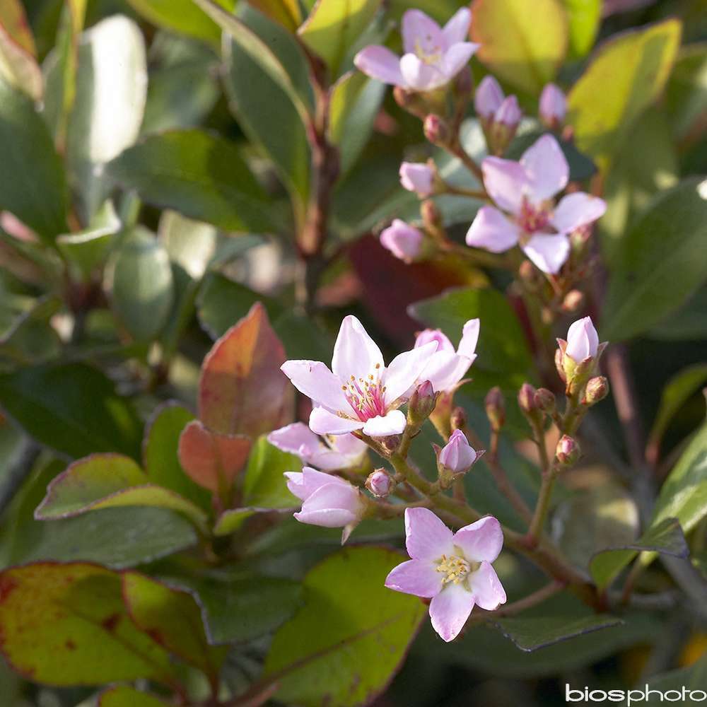 Raphiolepis x delacourii 'Coates Crimson' pot 5L