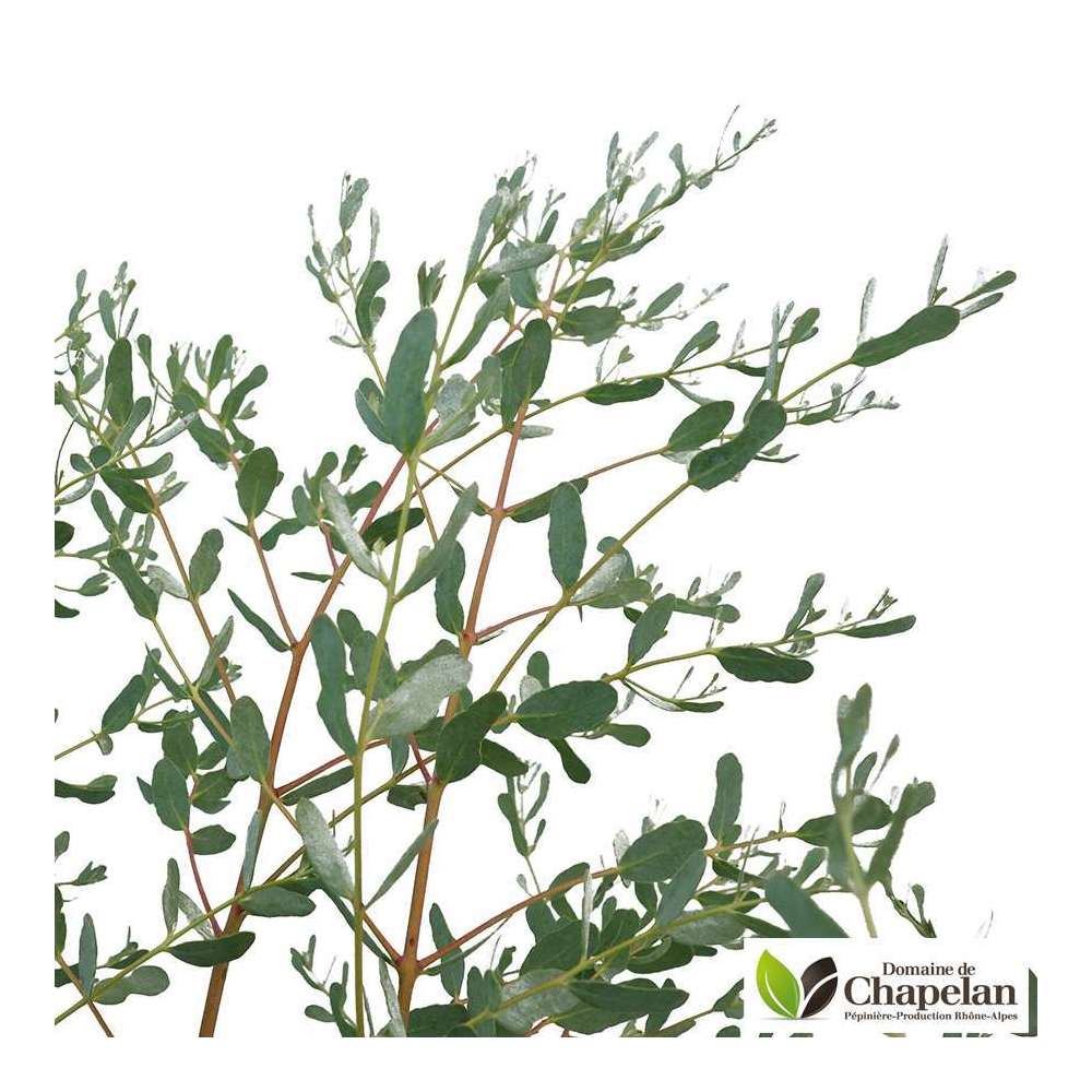 Eucalyptus gunnii 'France Bleu' ® : c5L