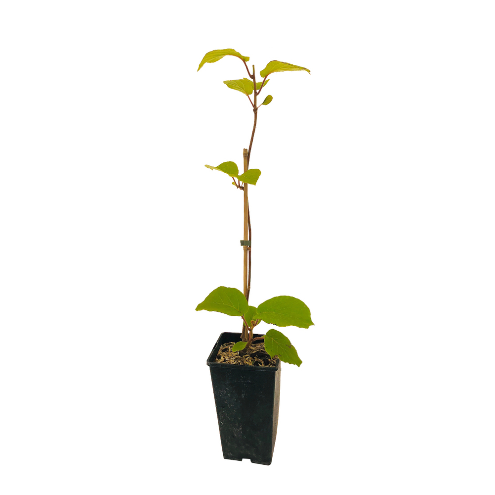 Kiwi chinensis 'Tomuri' (Mâle) : pot de 3L