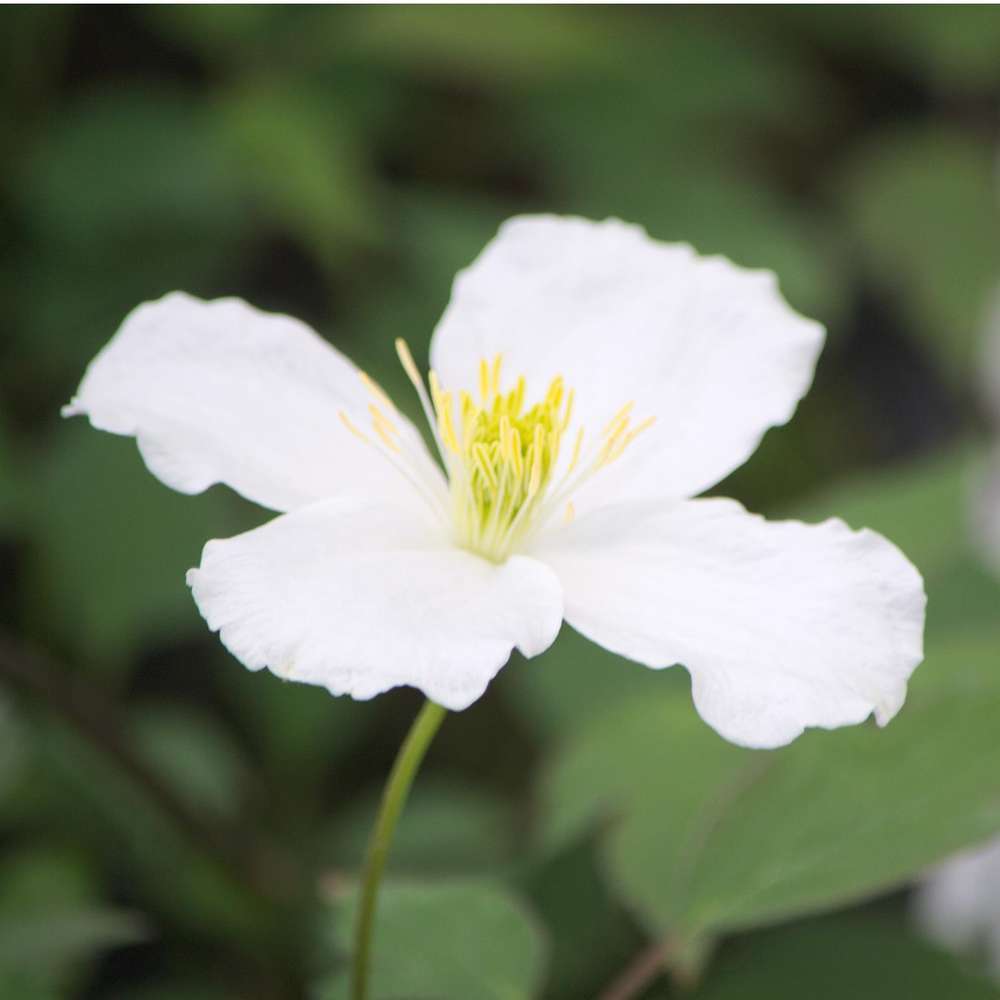 Clématite Montana Spooneri Conteneur de : 3 L