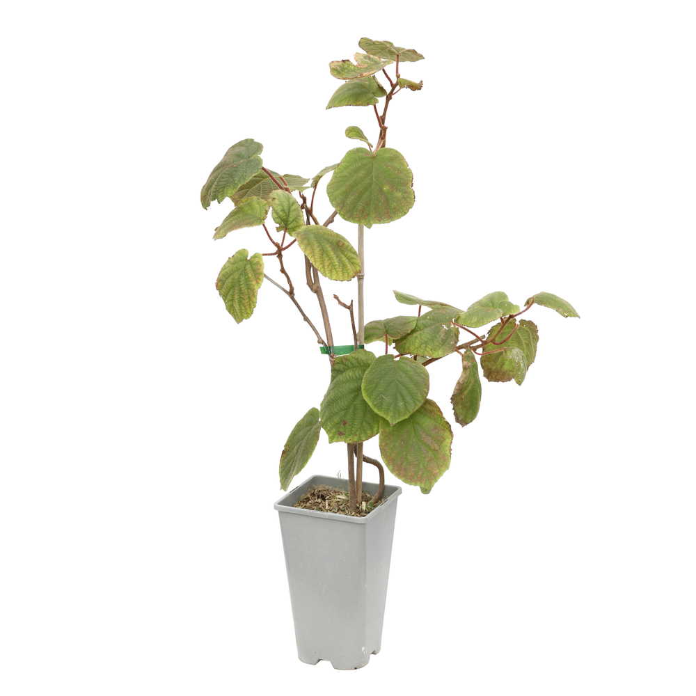 Actinidia (kiwi) classique : pot de 3L