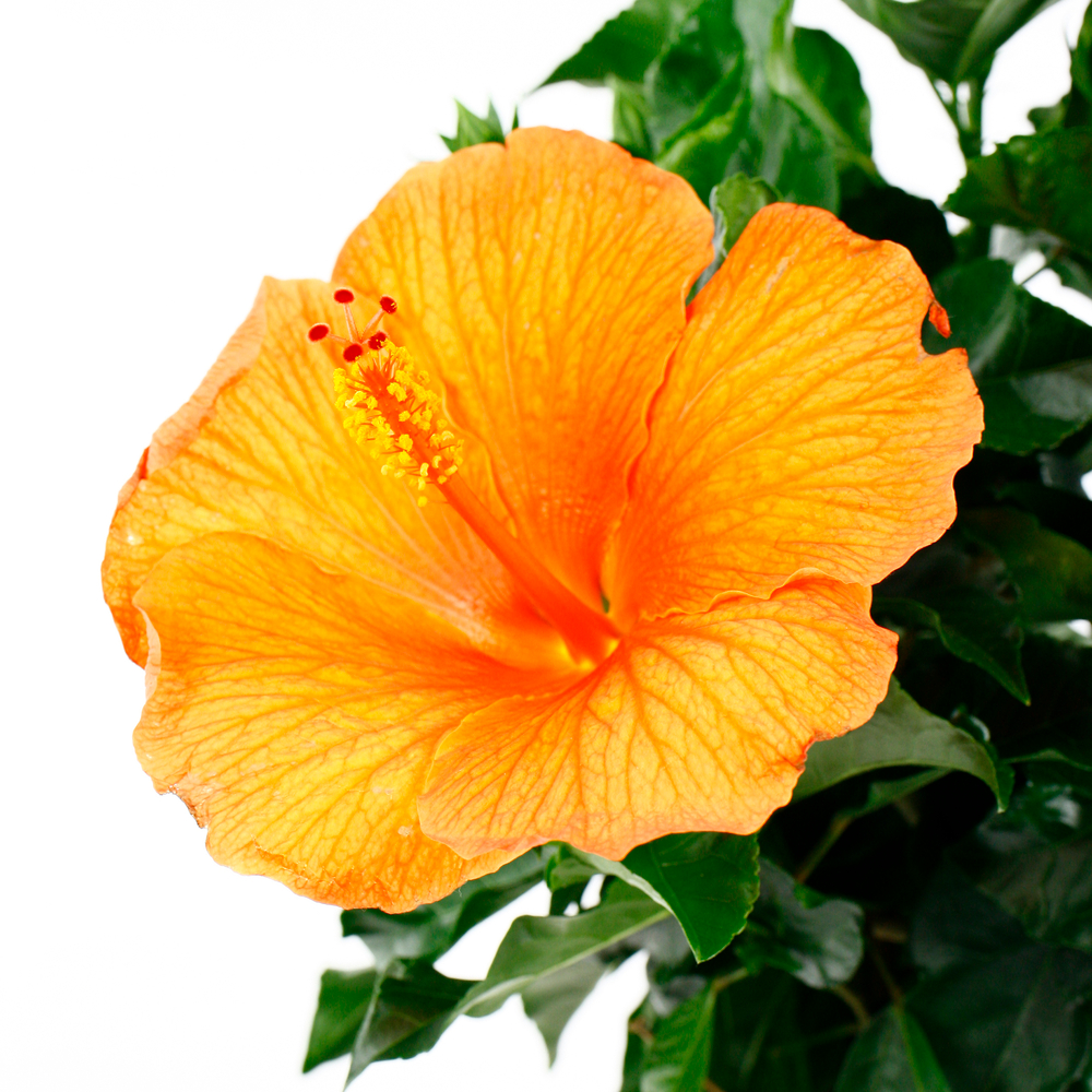 Hibiscus sur tige, variétés variables- Pot D21cm