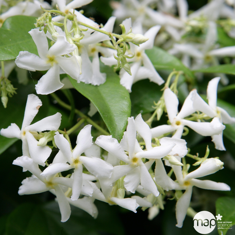Trachelospermum jasminoides : pot 5L