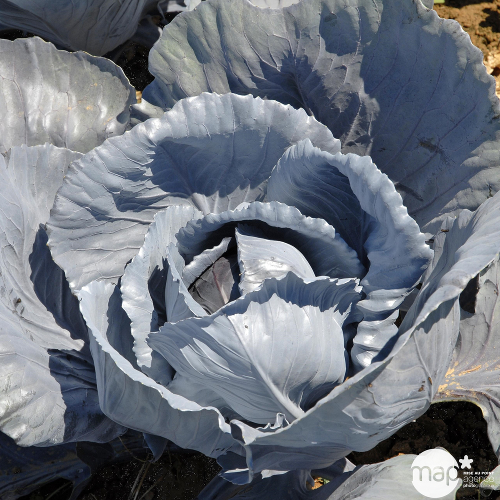 Plants de Chou rouge 'Fuego' F1-Barquette de 6 plants