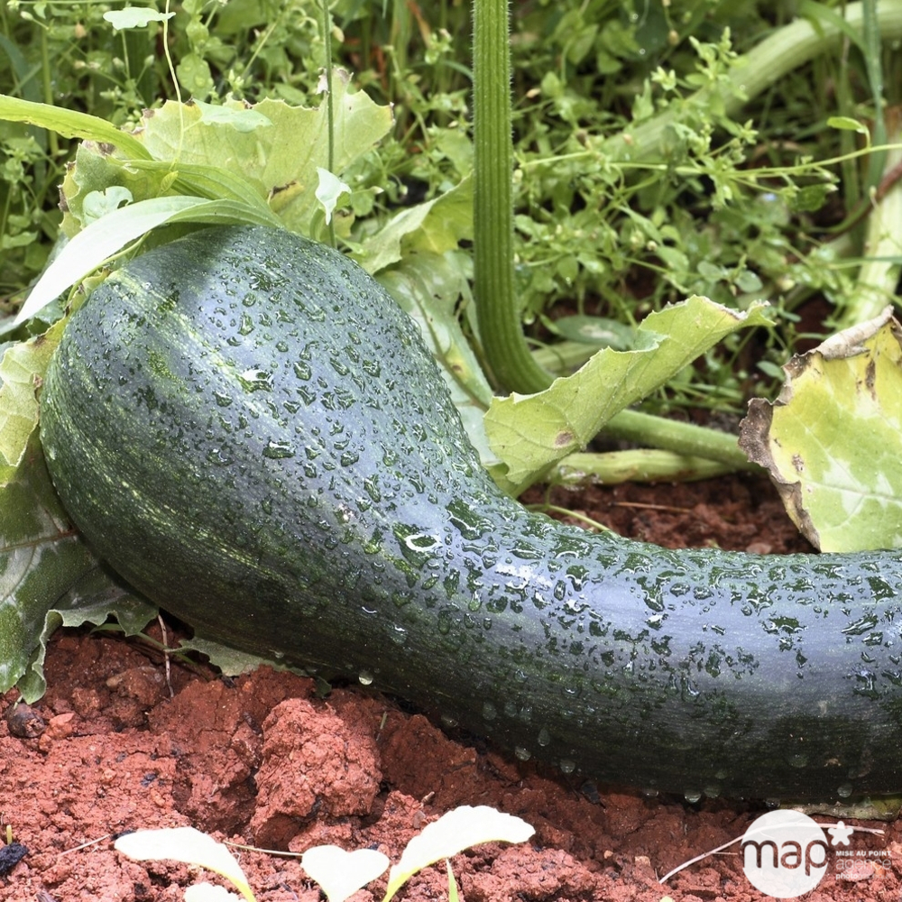 Plant de courgette 'Longue de Nice' : pot de 0,5 litre