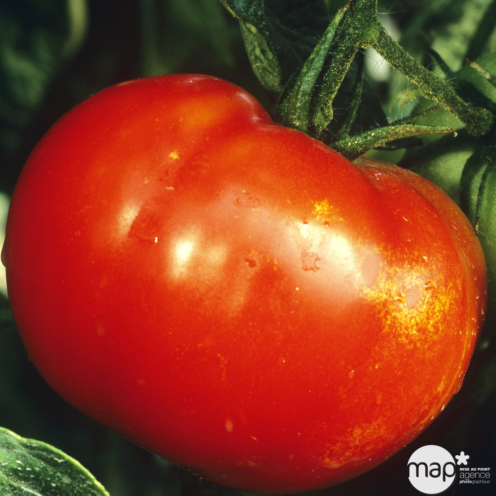 Tomate 'Maestria F1' bio : pot 0,5L
