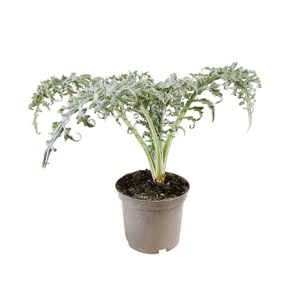Plant d'Artichaut 'Opal' F1 Pot 2,5L
