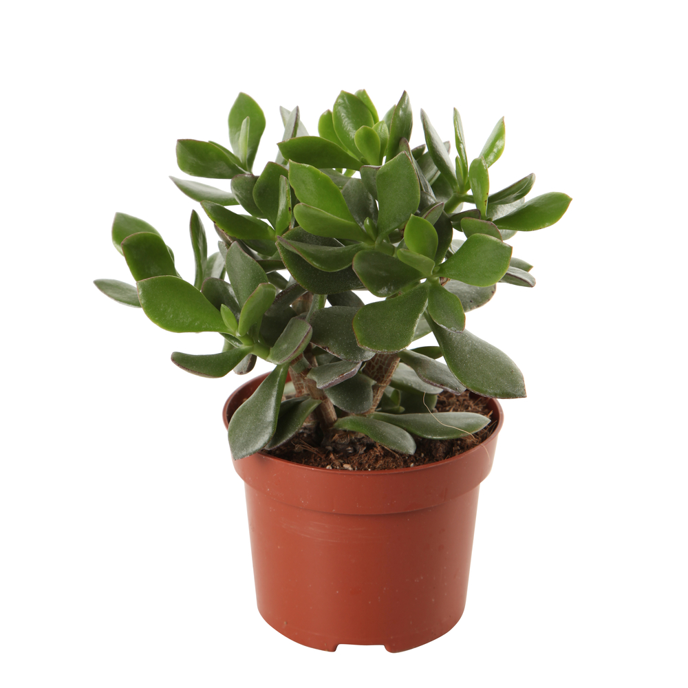 Plantes grasses, variétés variables - pot D12cm