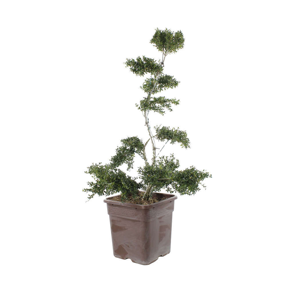 Ilex crenata : bonsaï C25L H90/110cm