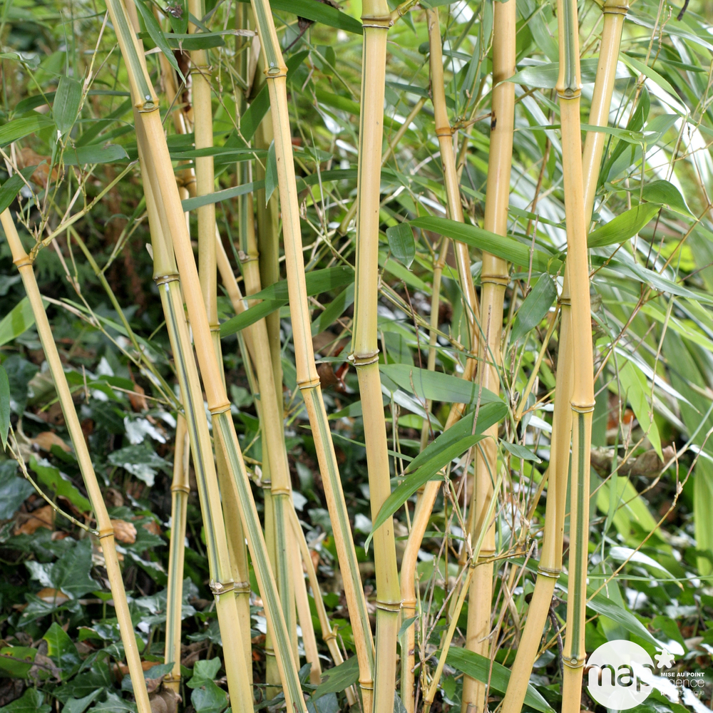 Bambou moyen phyllostachys aureosulcata 'Aureocaulis': pot de 7 litres