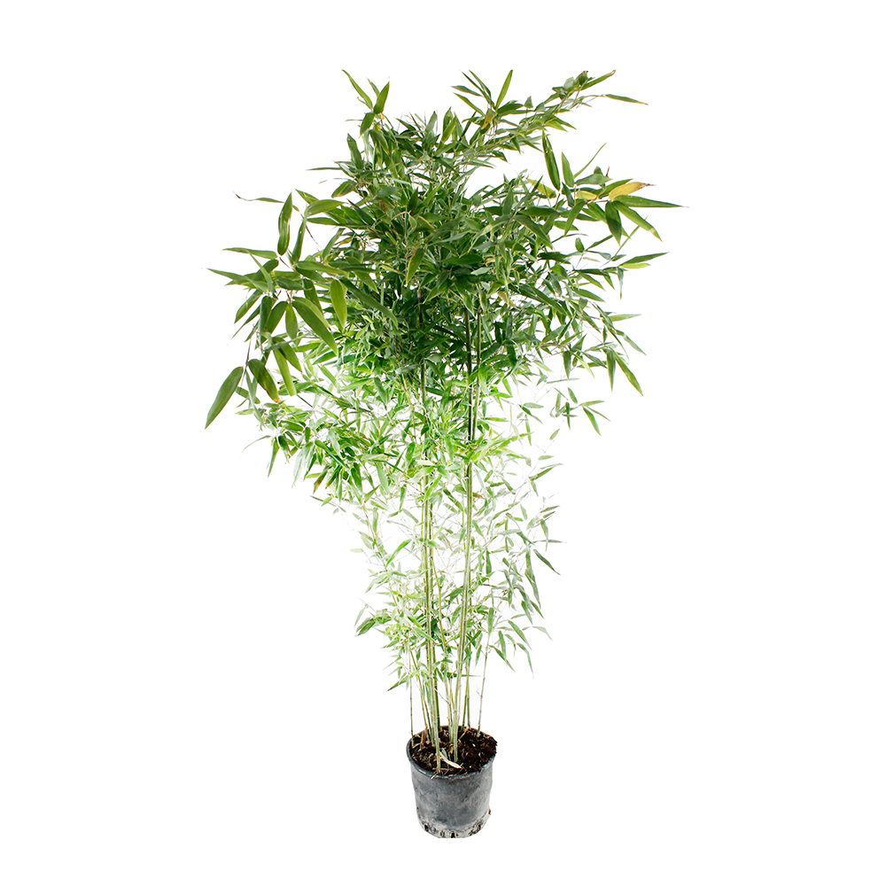 Bambou moyen phyllostachys tip top: pot de 7 litres