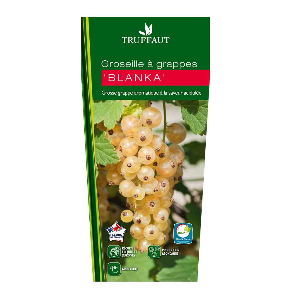 Groseillier à grappes 'Blanka' : pot de 1,5 litres