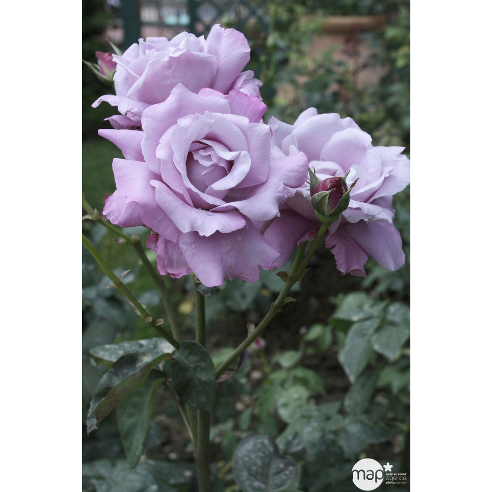 Rosier buisson 'Charles De Gaulle®' (Meilanein) : pot de 5 litres