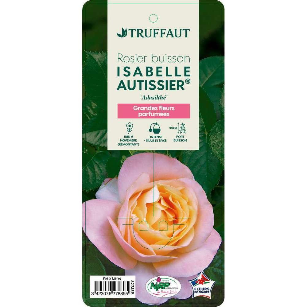 Rosier buisson 'Isabelle Autissier®' (Adasilthé) : pot de 5 litres