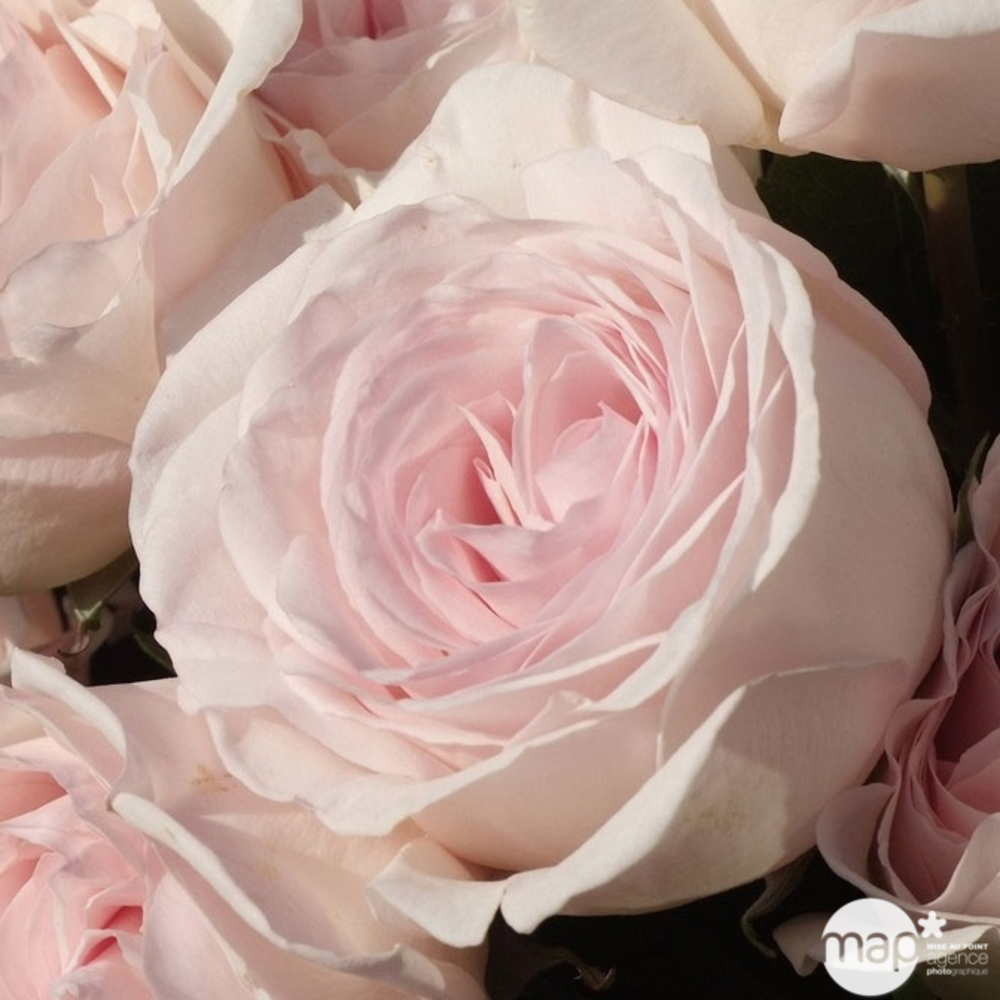 Rosier buisson 'Prince Jardinier®' (Meitroni) Label Rouge : pot de 5 L