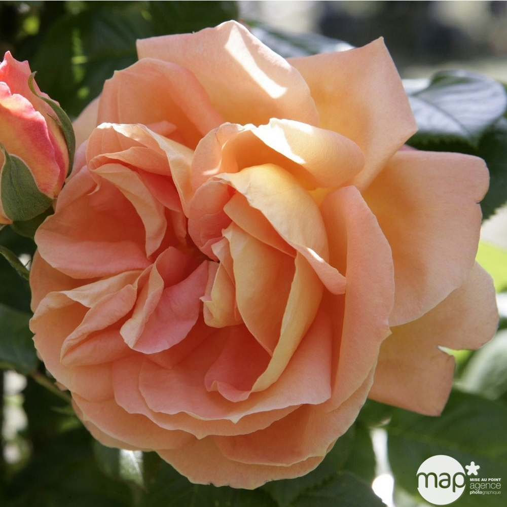 Rosier buisson 'Louis de Funès®' (Meirestif) : pot de 5 litres