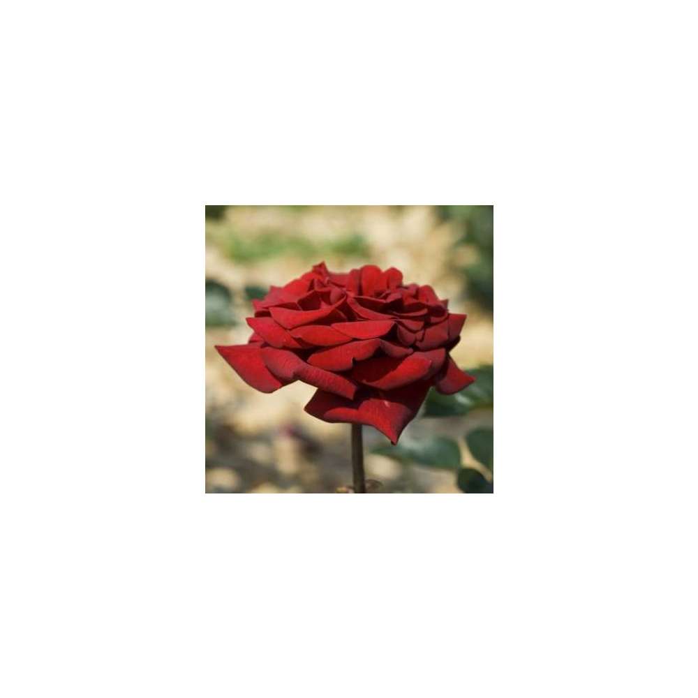 Rosier buisson 'Rouge Adam®' (Adahuin) : pot de 5 litres