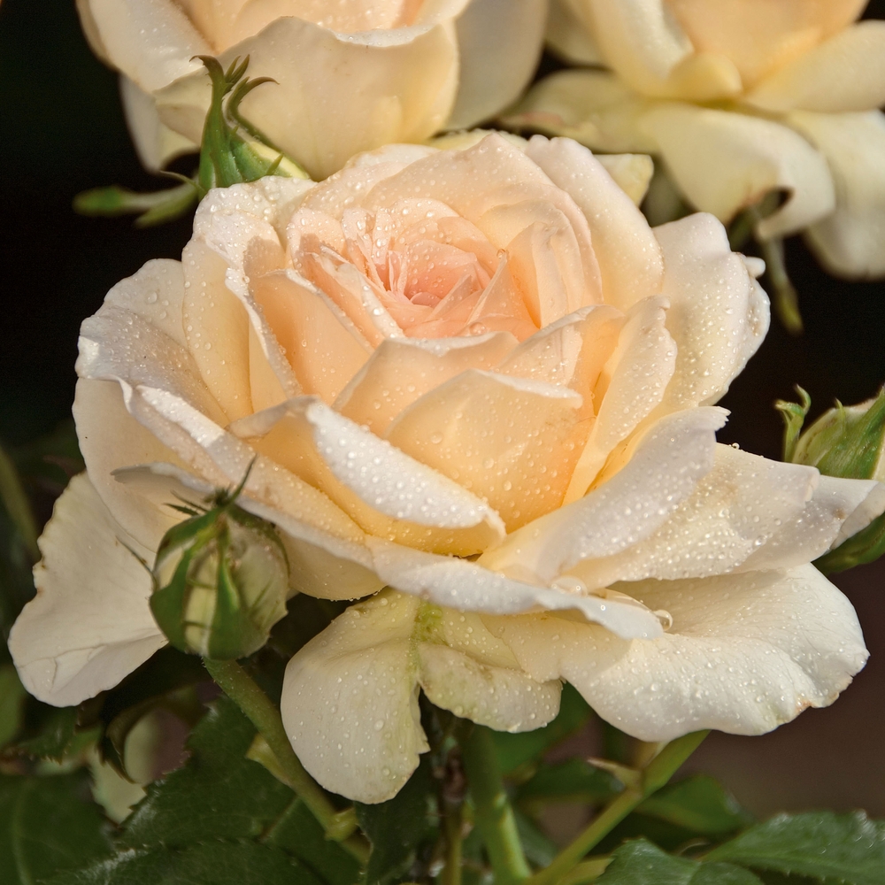 Rosier buisson 'Sweet Love®' (Harmisty) : pot de 5 litres