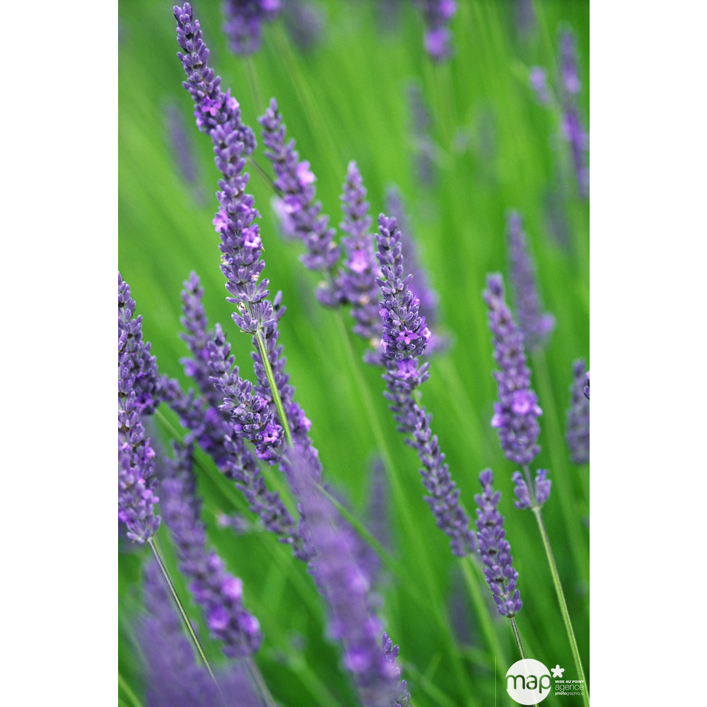 Lavandula x intermedia 'Grosso' pot 12L