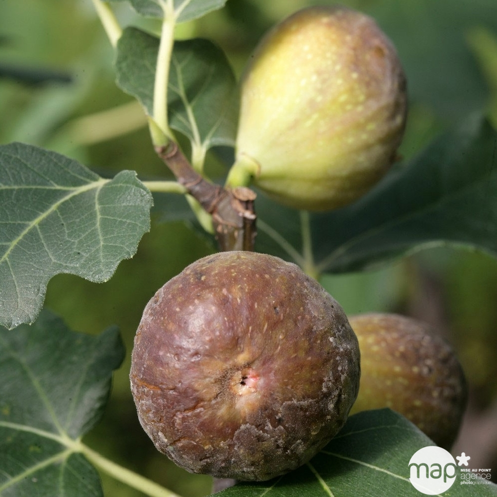 Figuier 'Goutte d'Or' : C. 5L