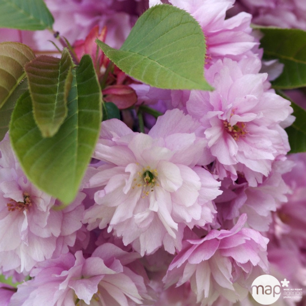 Prunus serrulata ' Kanzan ' :conteneur 4,5 litres