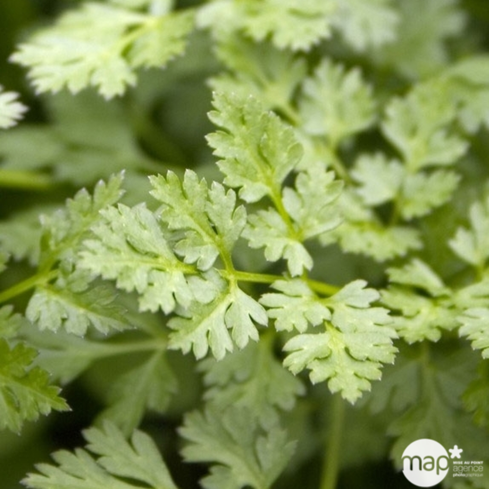 Plant de cerfeuil bio : pot de 1 litre