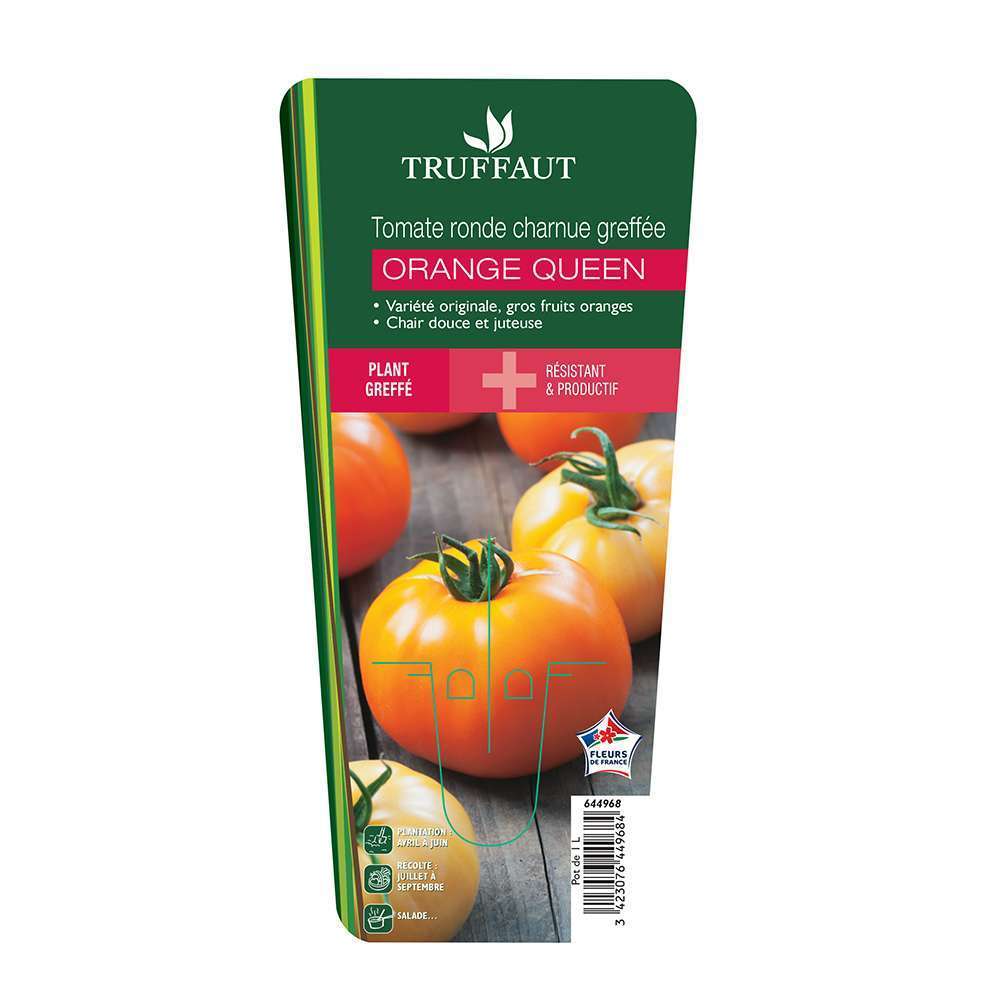 Tomate Orange Queen comment la cultiver et l'utiliser