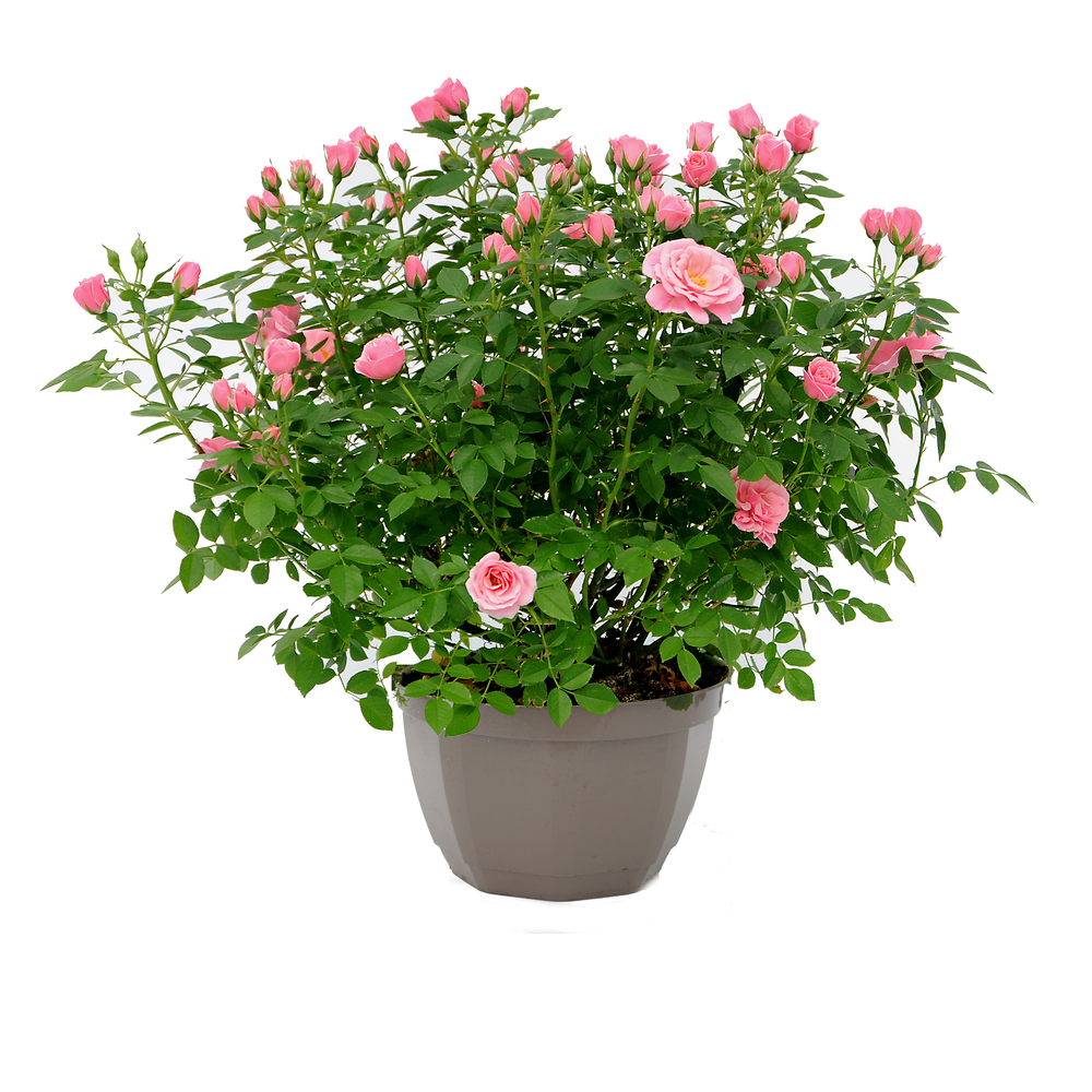 Rosier : pot de D. 23cm