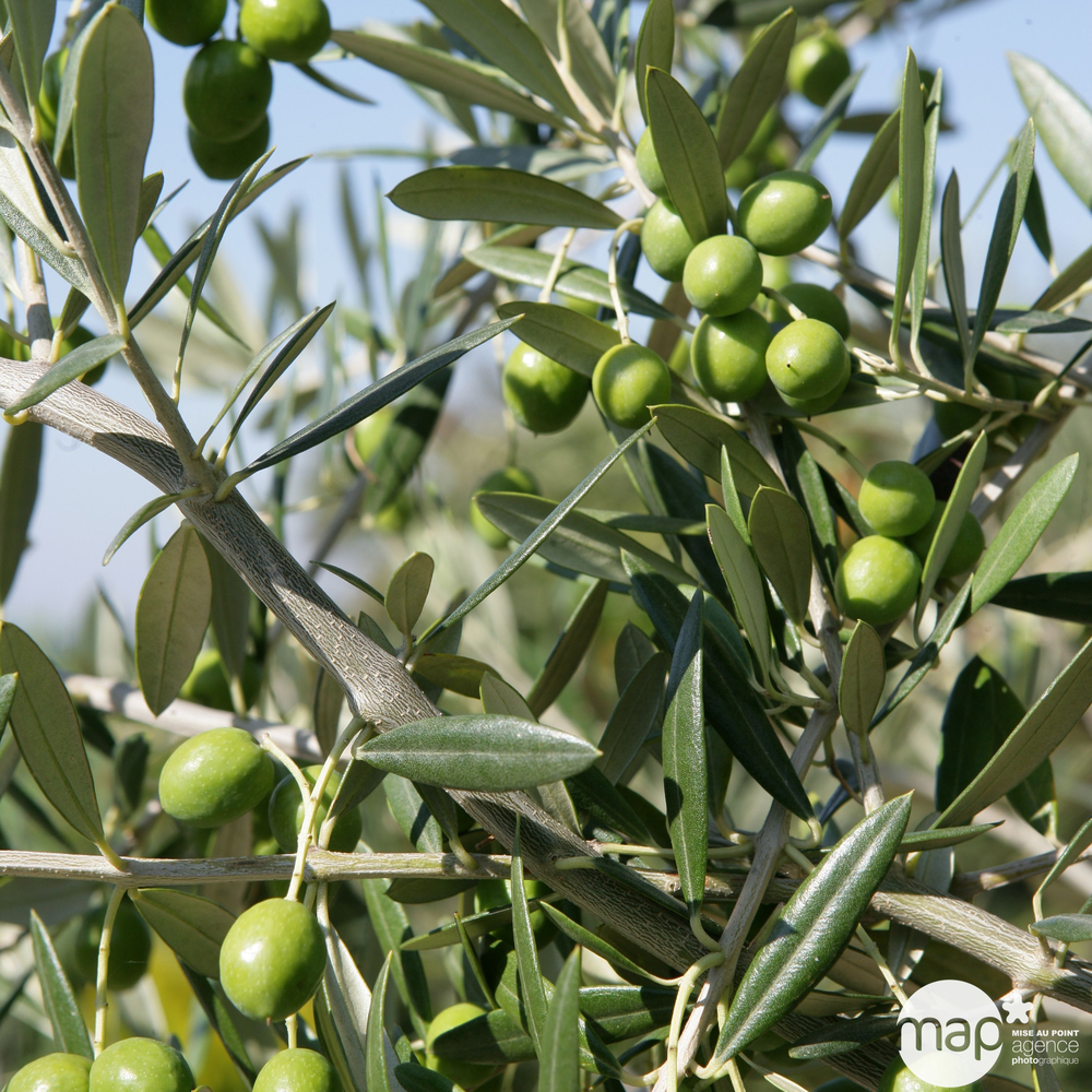Olivier (Olea europaea) en 1/4 tige : pot 230L