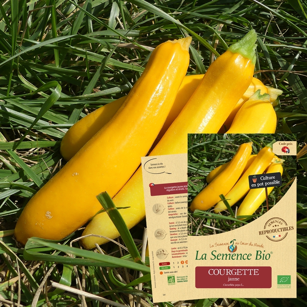Graines potagères courgette jaune Bio en sachet