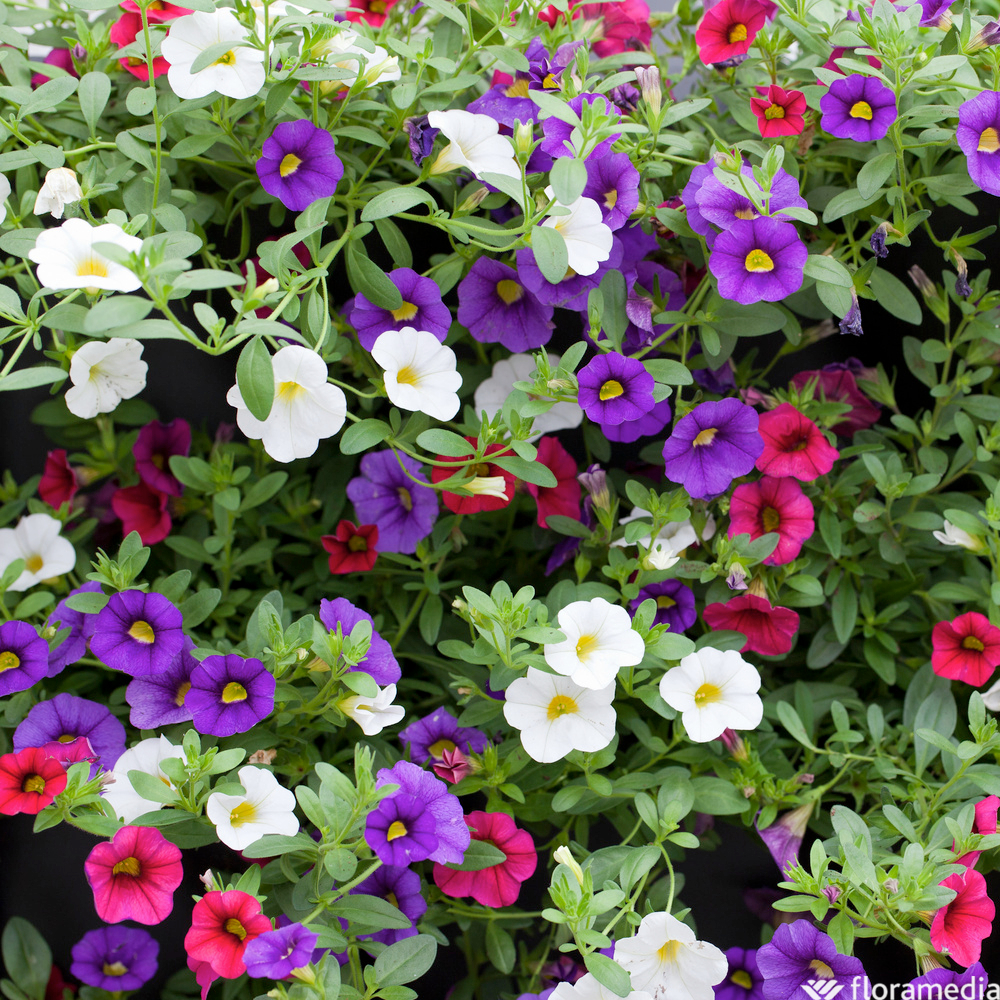 Pétunia retombant petites fleurs : pot 0,5L