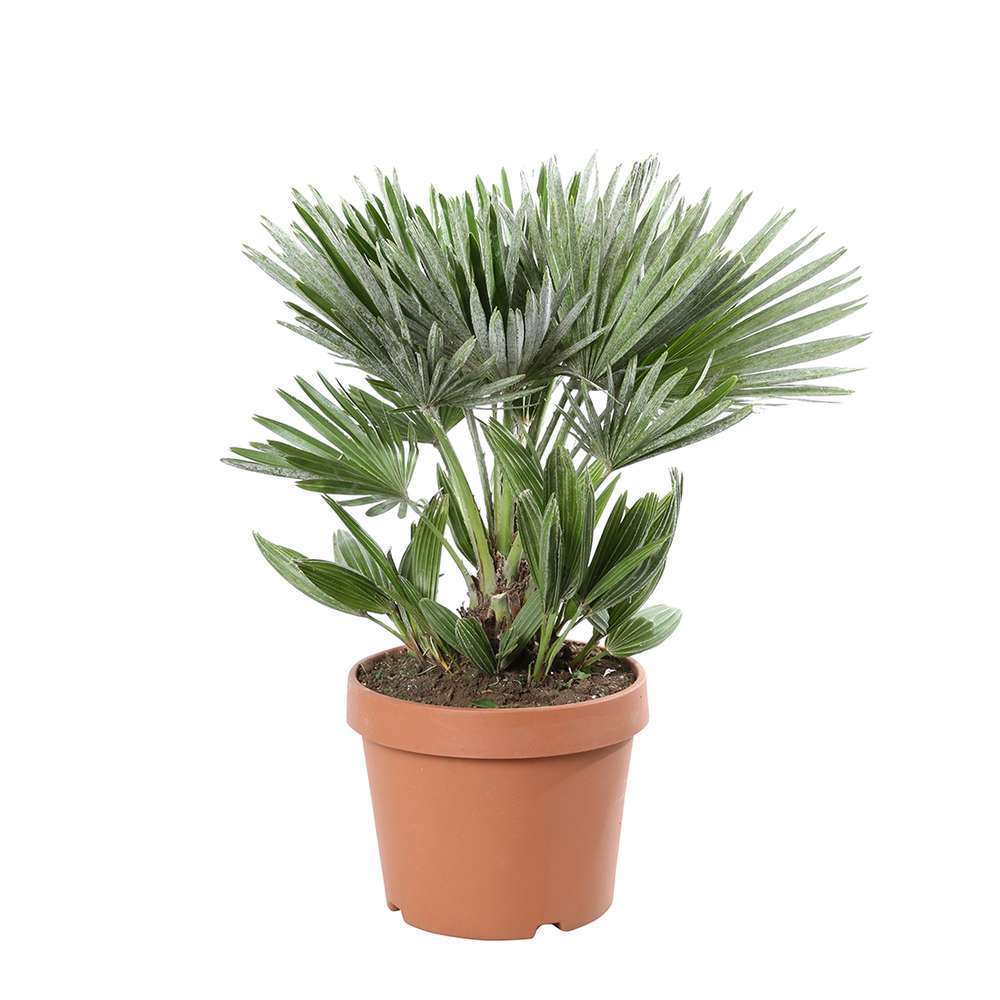 Chamaerops humilis ' Vulcano ': C6L h. 40cm