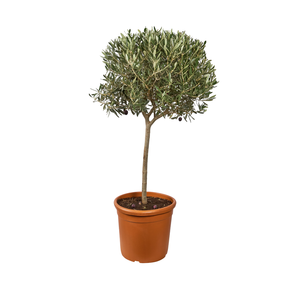 Olivier, Olea europeae : tige H. 140/160 cm, C18,5L