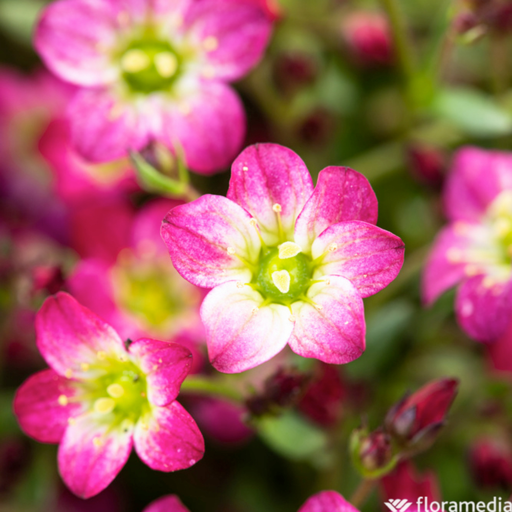 Saxifrage Mousse 'Touran Scarlet'
