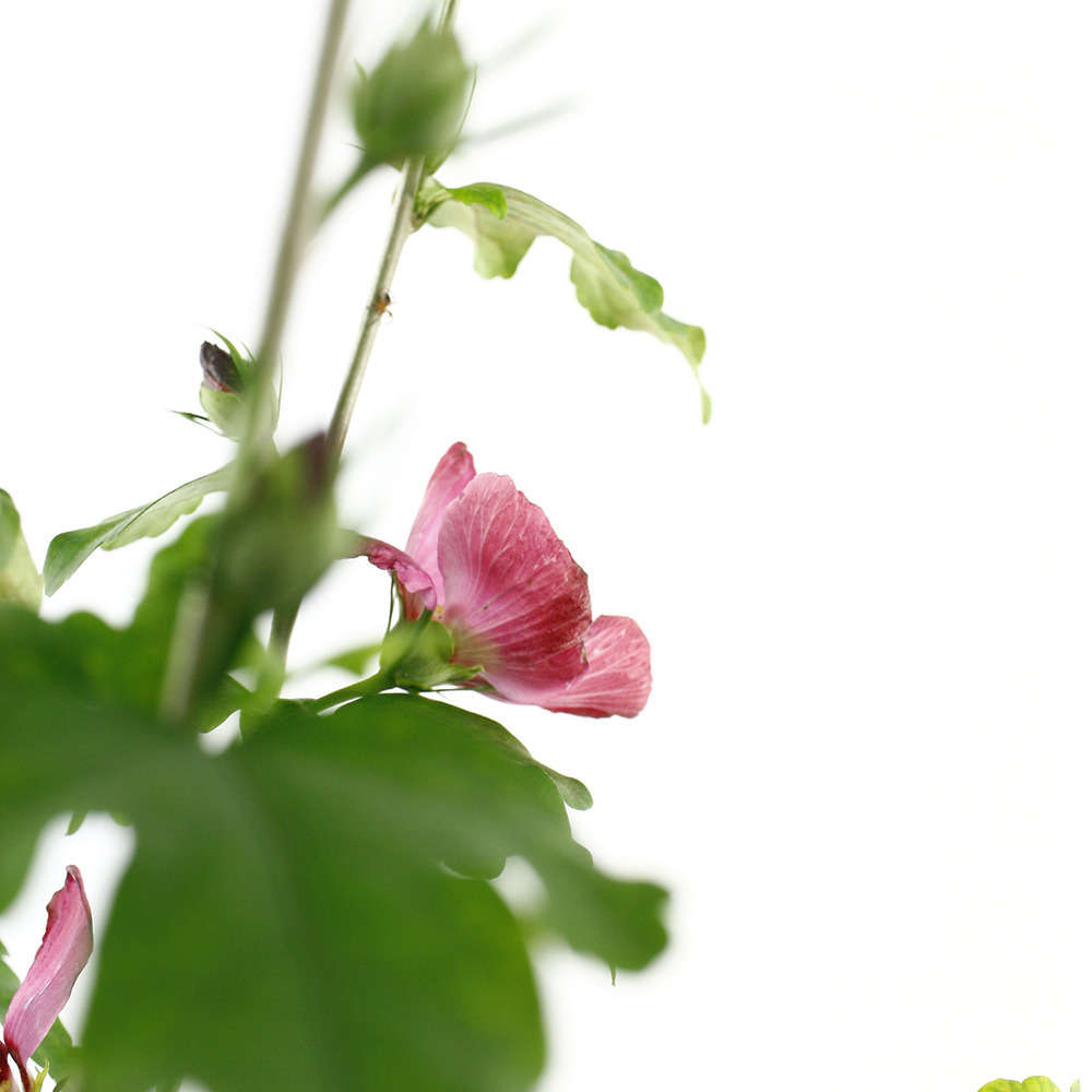 Hibiscus syriacus 'Pink Giant' : C. 7,5L