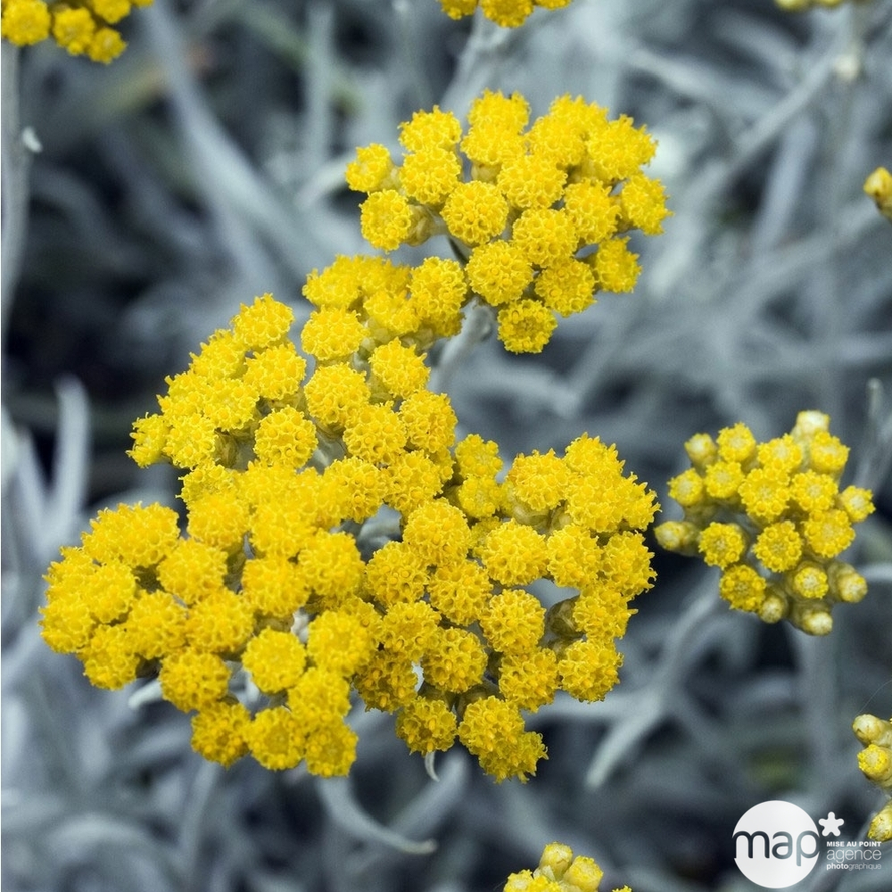 Plants de Curry : Pot de 1L