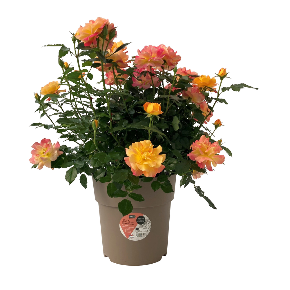 Rosier varié - Pot 6L