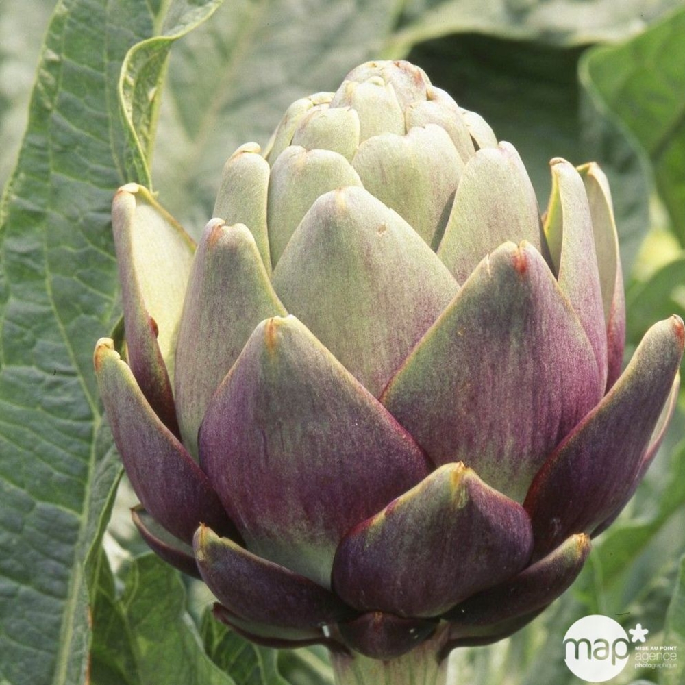 Plant d'Artichaut 'Violet de Provence' Pot 0,5L