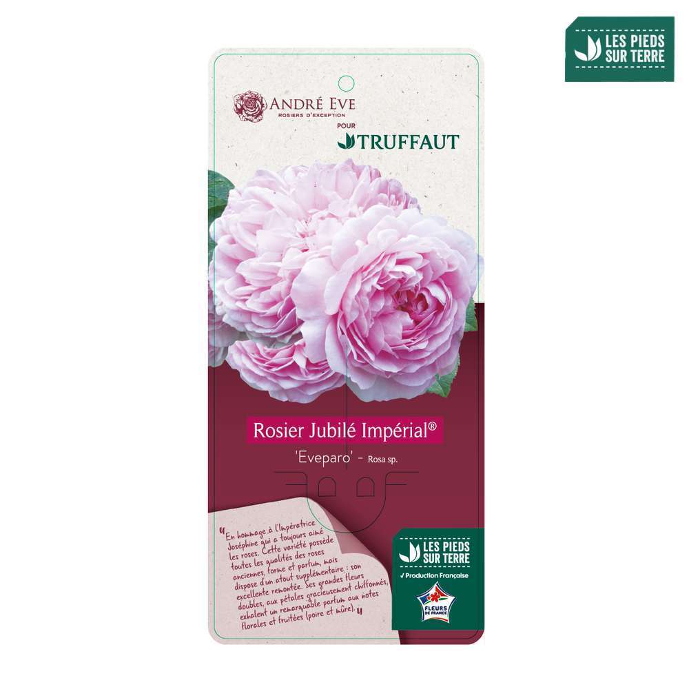 Rosier Buisson Jubilé Impérial