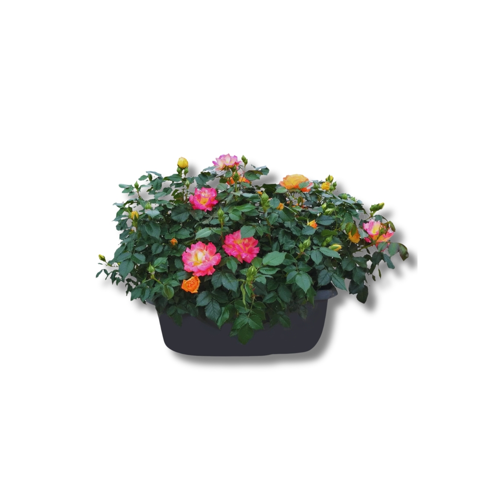 Rosier en jardinière de 40 cm