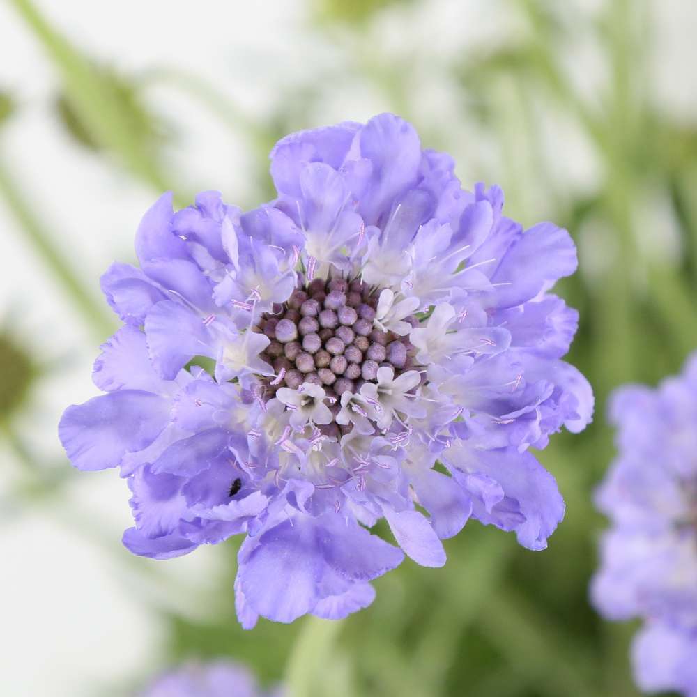 Scabieuse 'Butterfly Blue':conteneur 2 litres