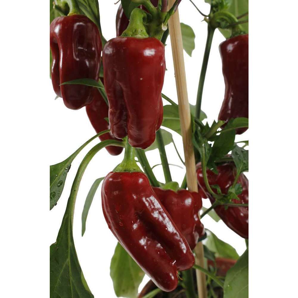 Plant de poivron 'Mini Pepper' : pot de d14 cm