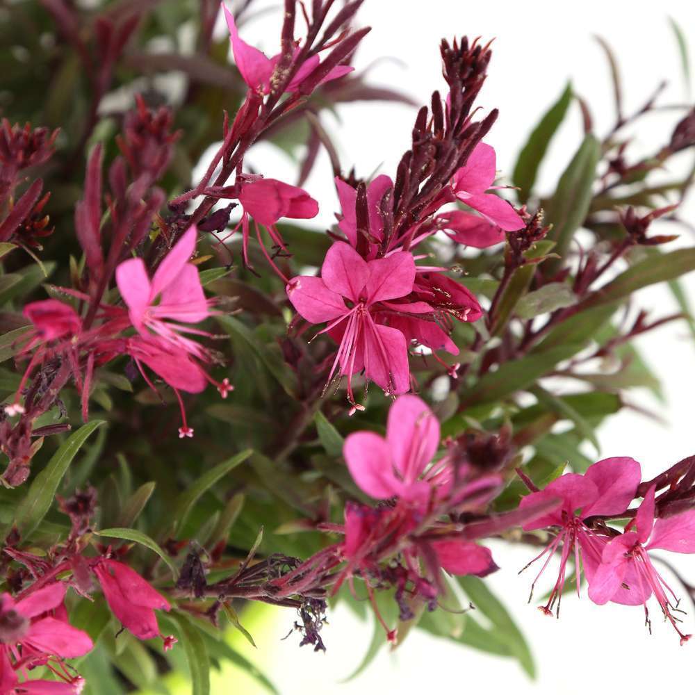 Gaura rose : C2L