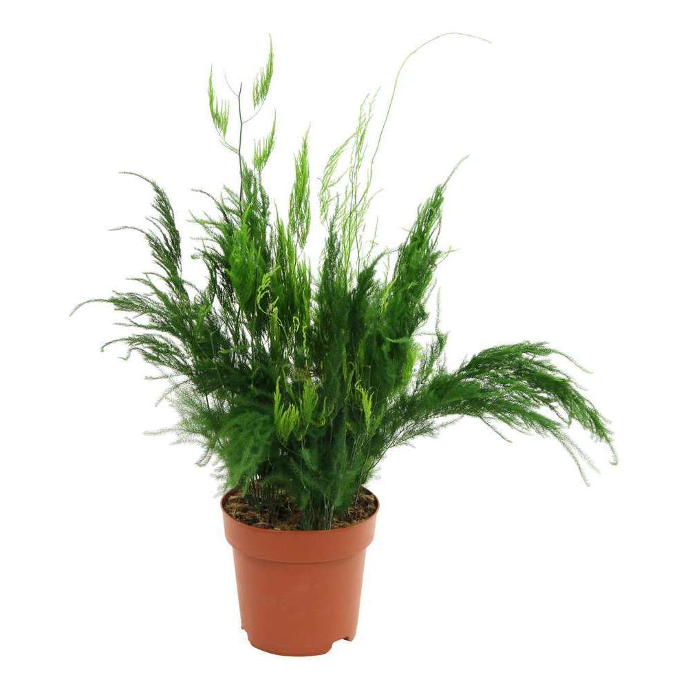 Asparagus : plante Ø17cm pot