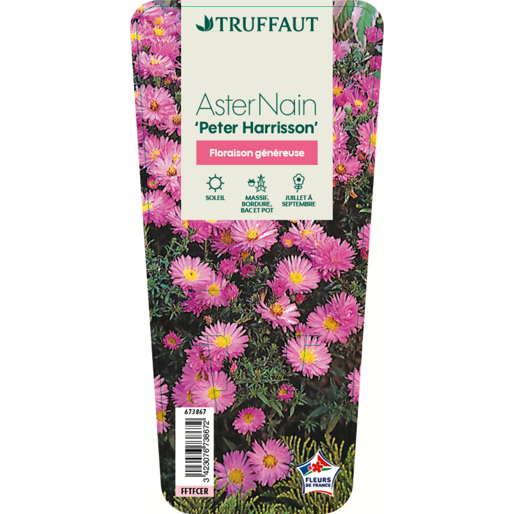 Aster Nain Dumosus Peter Harrisson