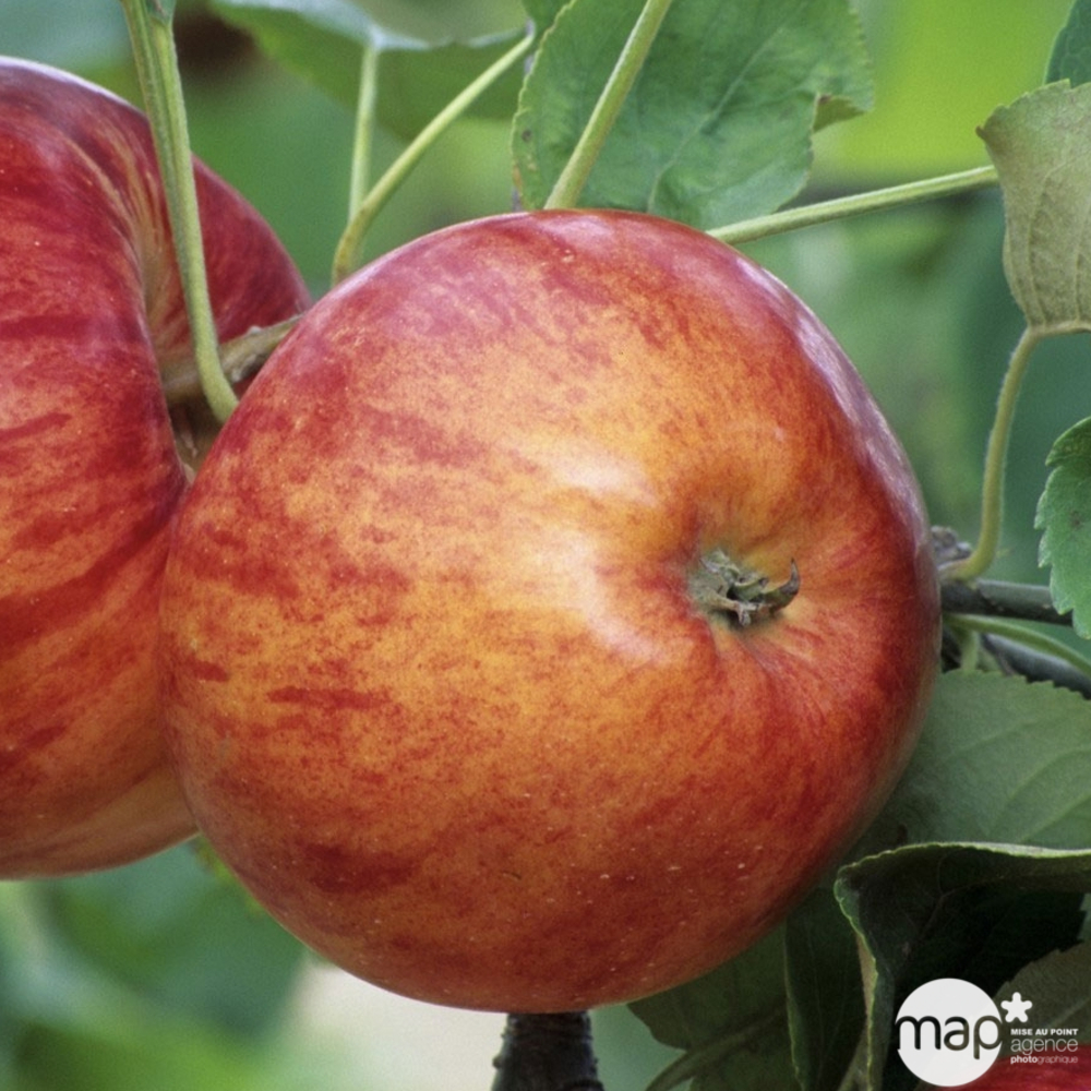 Pommier tige 'Melrose' : gobelet 10 litres