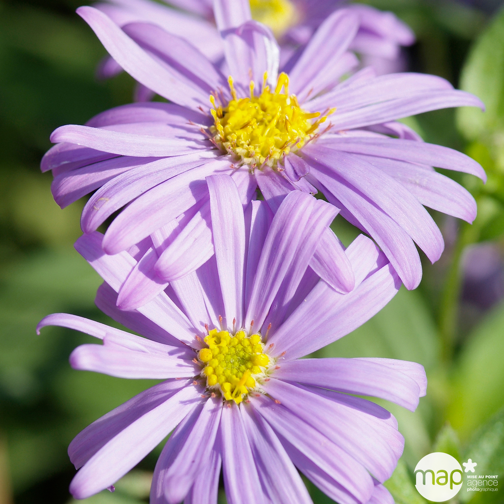 Aster x frikartii 'Jungfrau': lot de 3 godets
